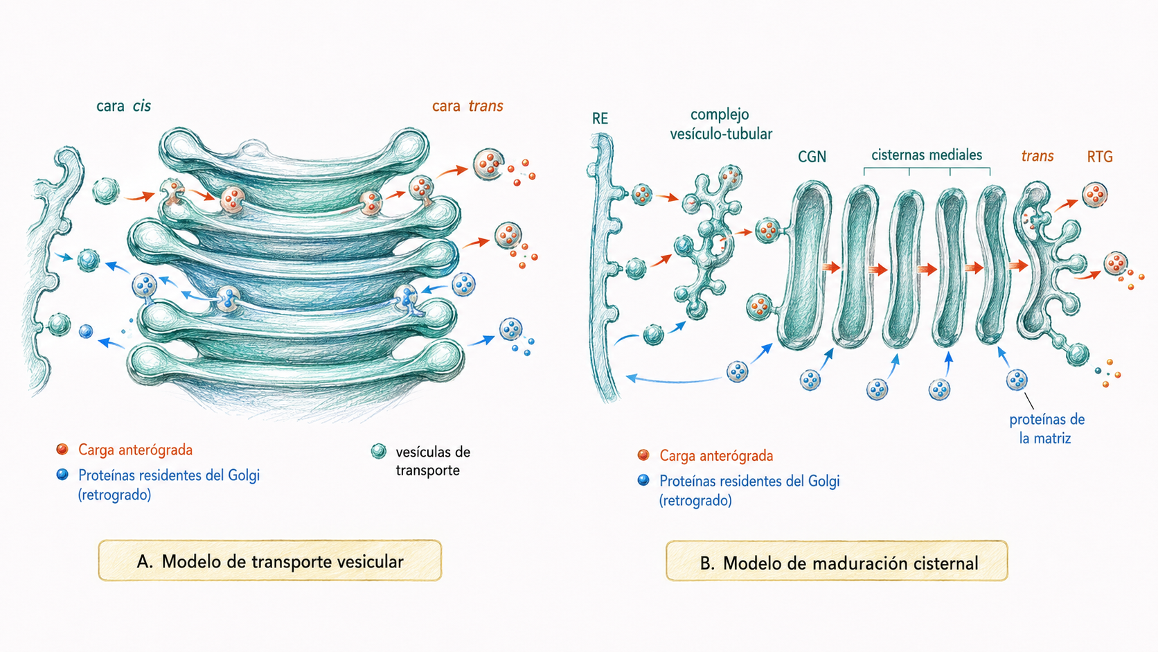 Comparación entre el modelo de transporte vesicular y el modelo de maduración cisternal del aparato de Golgi