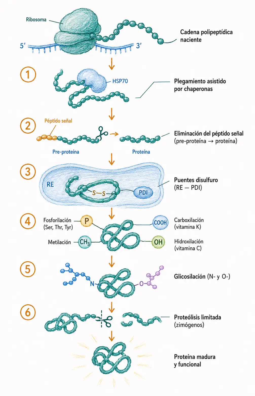 Diagrama de modificaciones postraduccionales de una proteína, incluyendo plegamiento por chaperonas, eliminación del péptido señal, puentes disulfuro, fosforilación, metilación, carboxilación, hidroxilación, glicosilación y proteólisis limitada.
