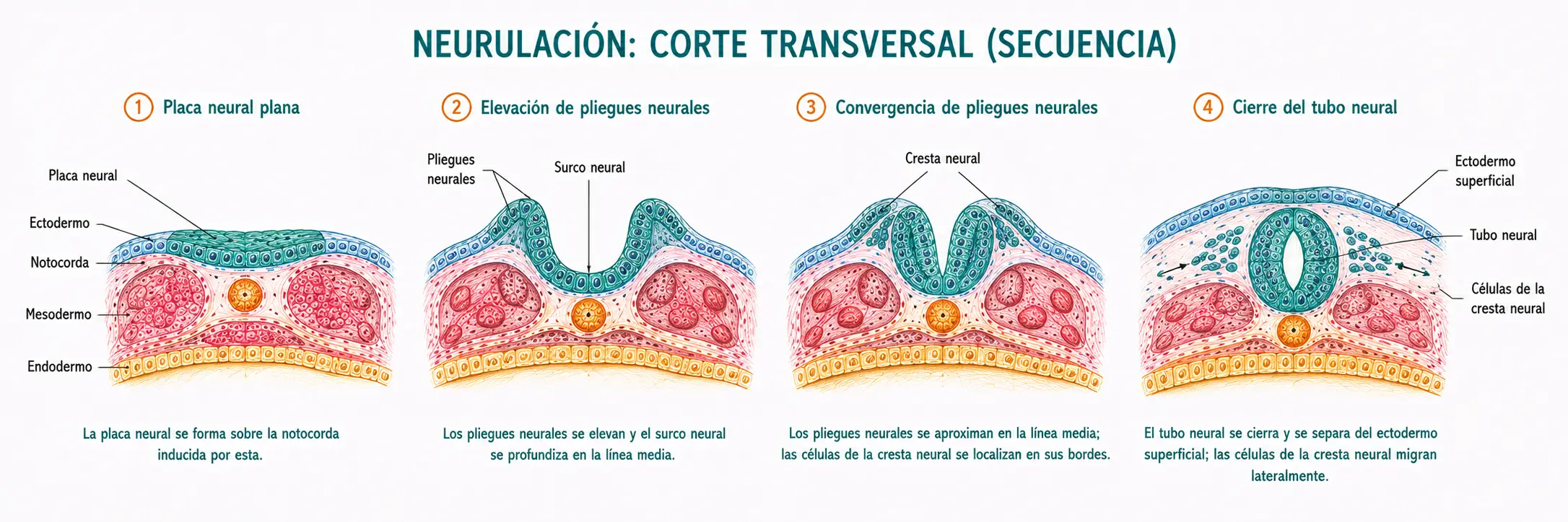 Secuencia de cortes transversales de la neurulación humana mostrando placa neural, pliegues neurales, surco neural, cierre del tubo neural y migración de las células de la cresta neural sobre la notocorda embrionaria.