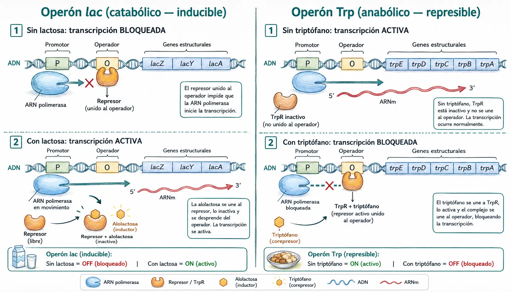 Diagrama comparativo del operón lac y el operón Trp, mostrando regulación inducible y represible mediante represores, operador, promotor y genes estructurales.