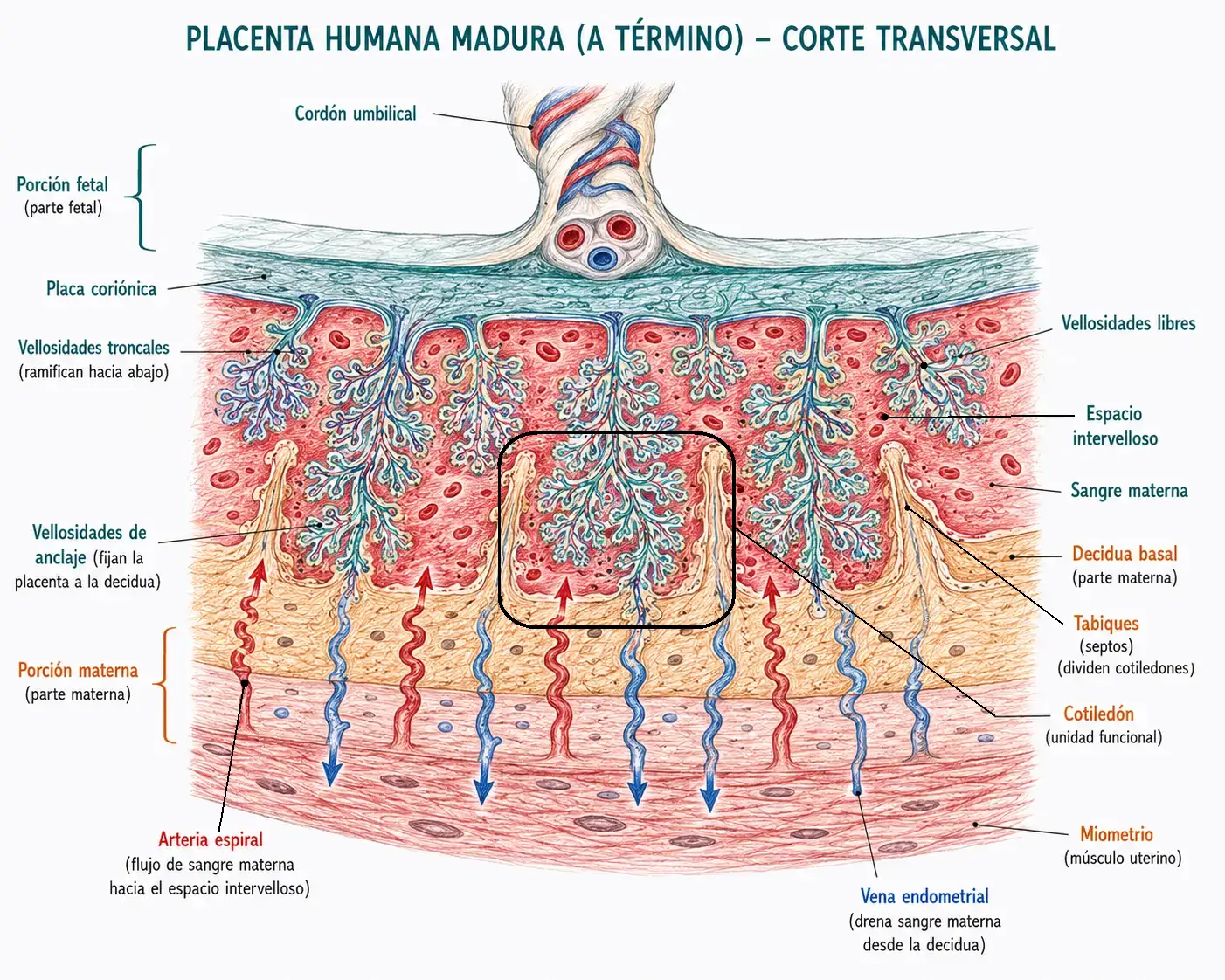 Corte transversal de una placenta humana madura a término mostrando cordón umbilical, placa coriónica, vellosidades coriónicas libres y de anclaje, espacio intervelloso con sangre materna, decidua basal, cotiledones, arterias espirales, venas endometriales y miometrio.