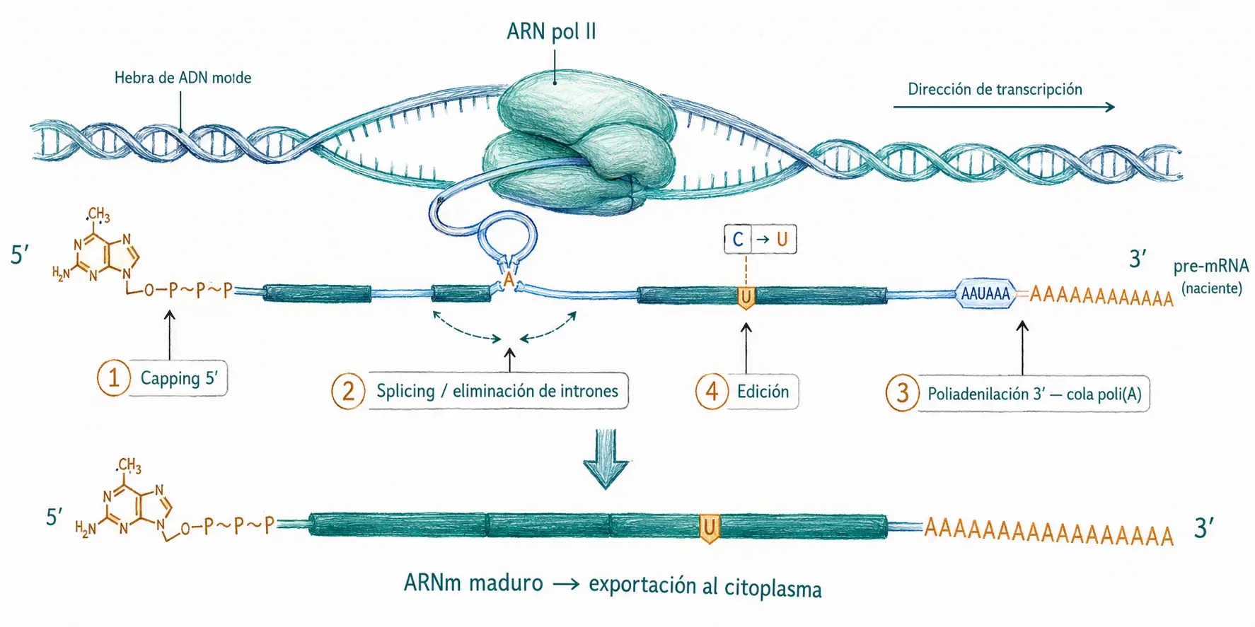 Diagrama del procesamiento cotranscripcional del pre-ARNm en eucariotas, con capping 5’, splicing, edición del ARN, poliadenilación 3’ y formación del ARNm maduro.