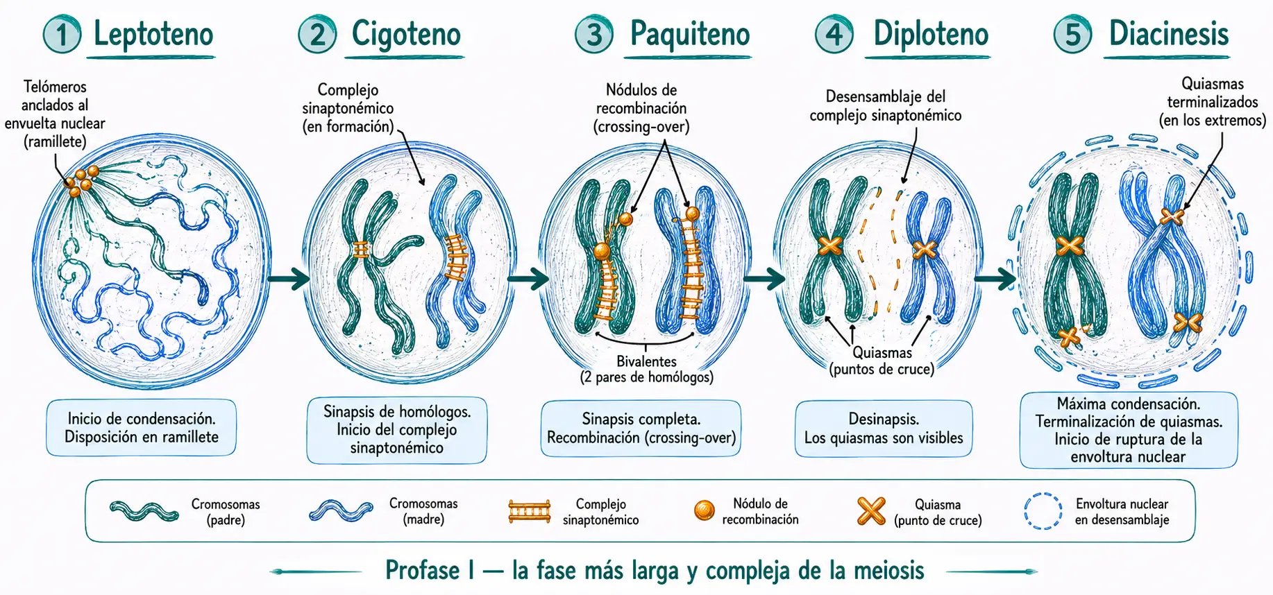 Esquema de las subfases de la profase I de la meiosis mostrando leptoteno, cigoteno, paquiteno, diploteno y diacinesis con sinapsis cromosómica y recombinación genética.