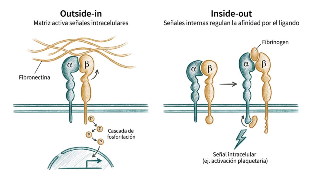 Ilustración comparativa de la señalización outside-in e inside-out de las integrinas, mostrando unión a fibronectina y fibrinógeno, activación conformacional y señales intracelulares.