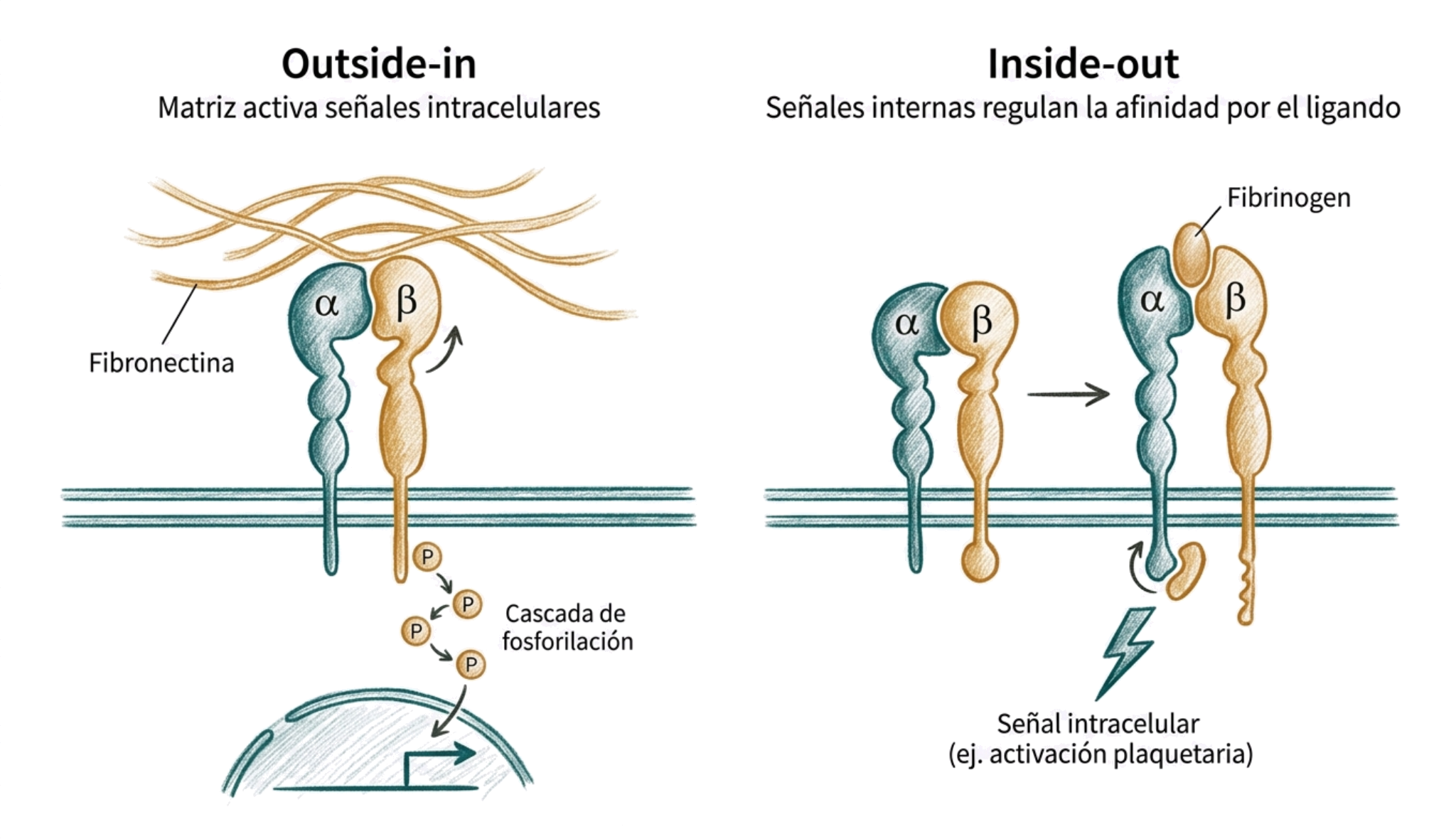 Esquema de la señalización de integrinas en sus modalidades outside-in e inside-out