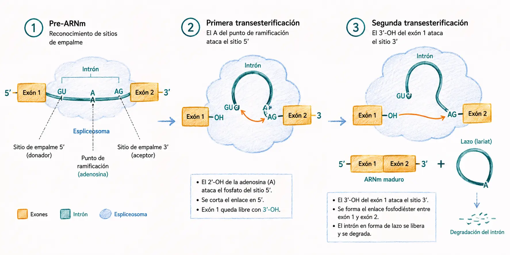 Esquema del splicing del pre-ARNm en eucariotas, con reconocimiento de sitios de empalme, dos transesterificaciones, formación del lazo intrónico y unión de exones.