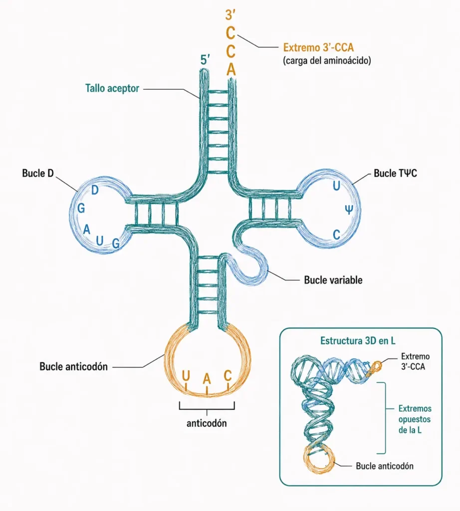 Ilustración médica de la estructura secundaria del ARNt en forma de trébol, con tallo aceptor, extremo 3’-CCA, bucles D, TΨC, variable y anticodón, e inset de la estructura 3D en L.