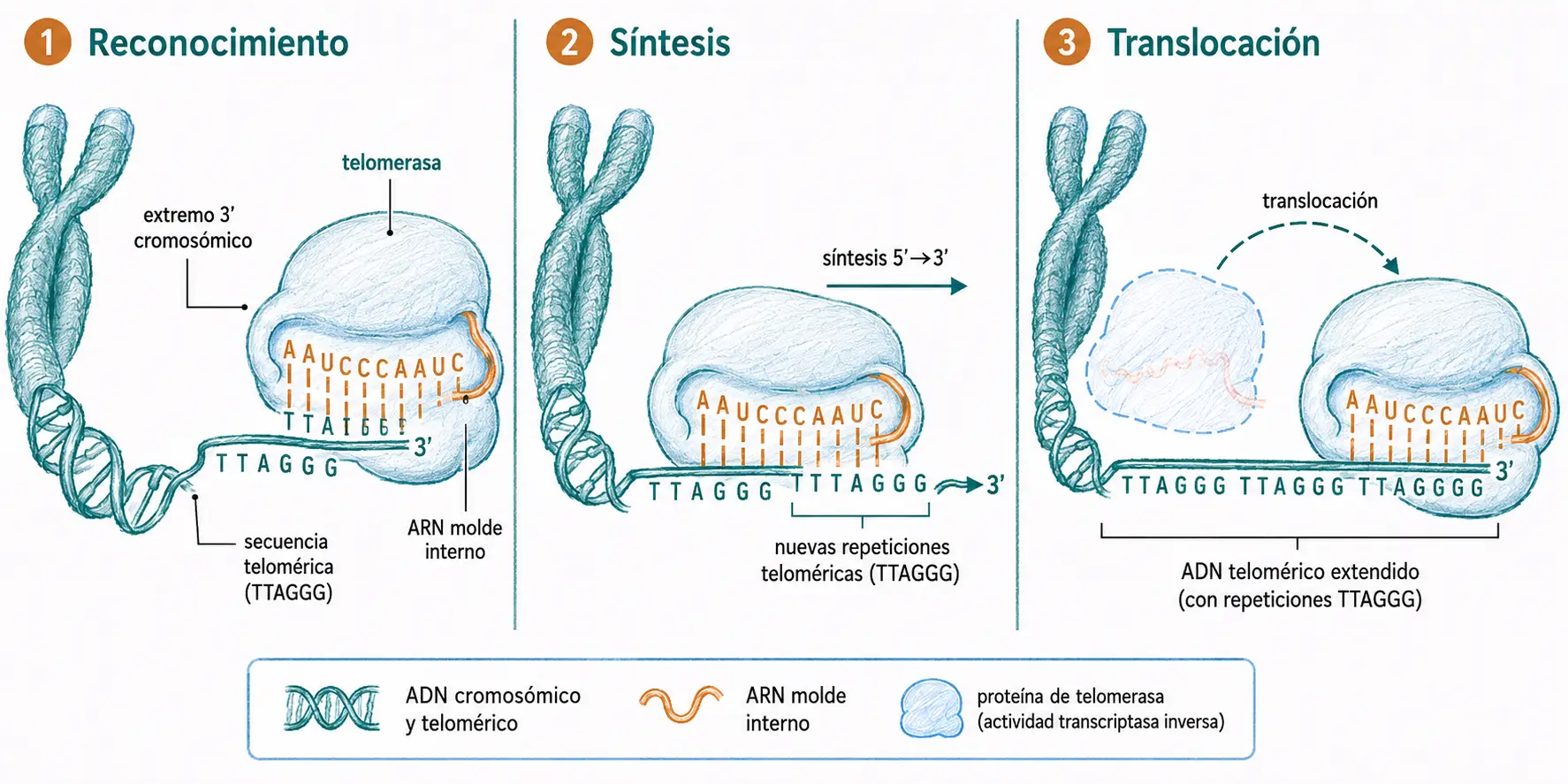 Diagrama del mecanismo de la telomerasa en tres pasos: reconocimiento del extremo 3’ cromosómico, síntesis de repeticiones TTAGGG y translocación.