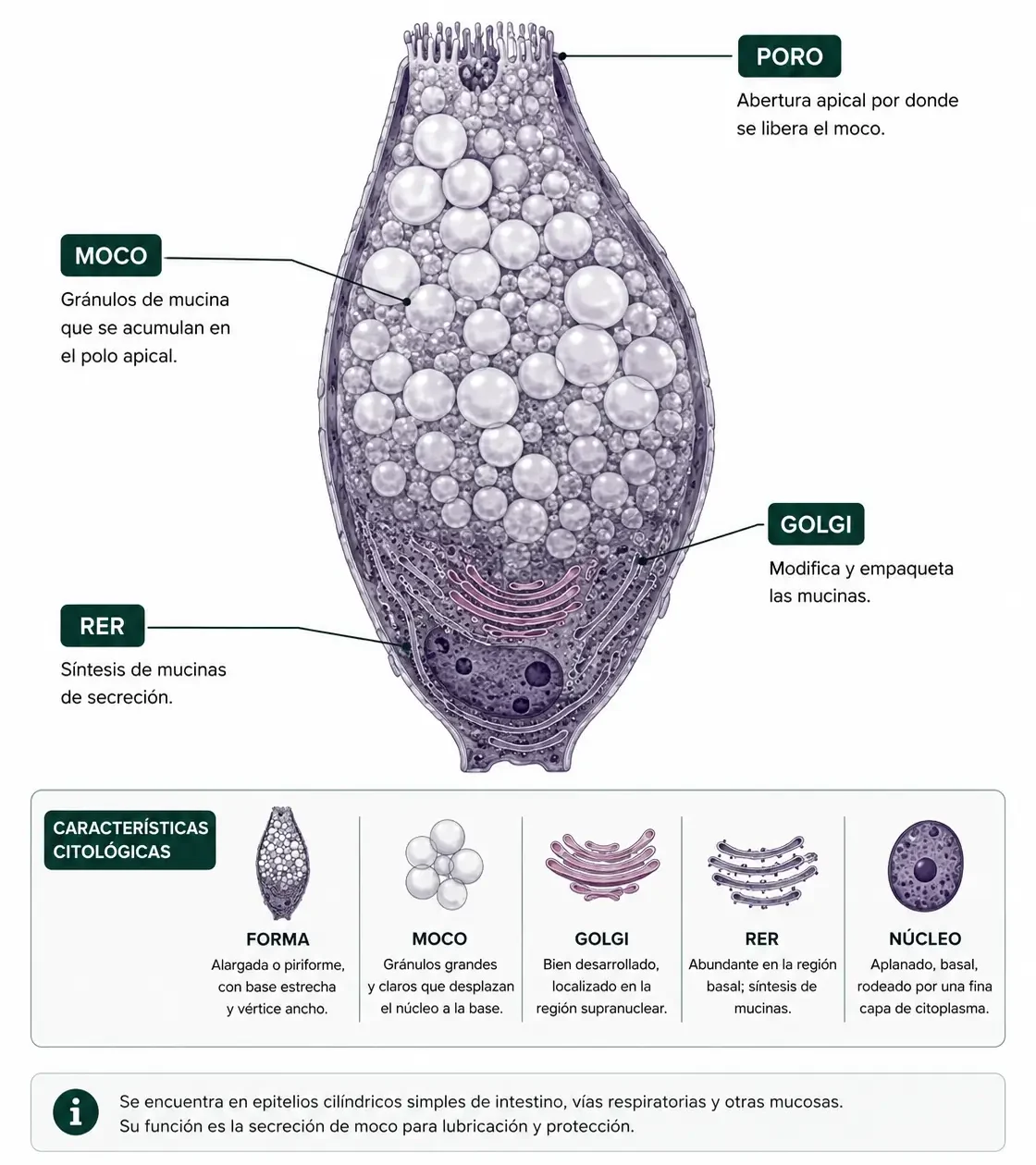 Célula caliciforme con gránulos de moco apicales, poro de secreción, Golgi, RER y núcleo basal.