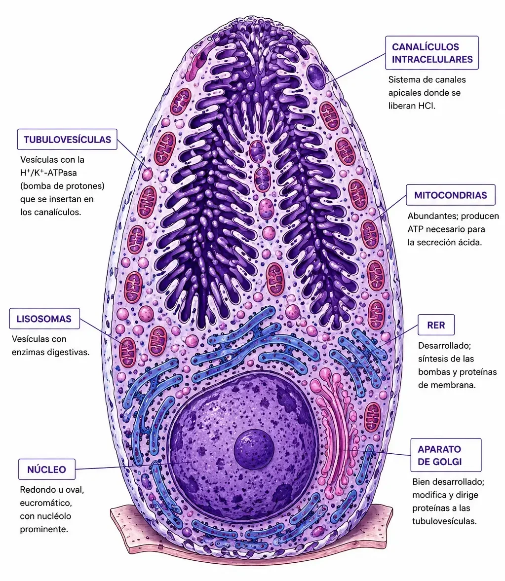 Célula oxíntica gástrica con canalículos intracelulares, tubulovesículas, mitocondrias abundantes, RER, Golgi y núcleo basal.