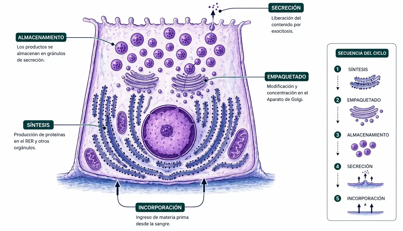 Célula glandular con las fases del ciclo secretor: incorporación, síntesis, empaquetado, almacenamiento y secreción