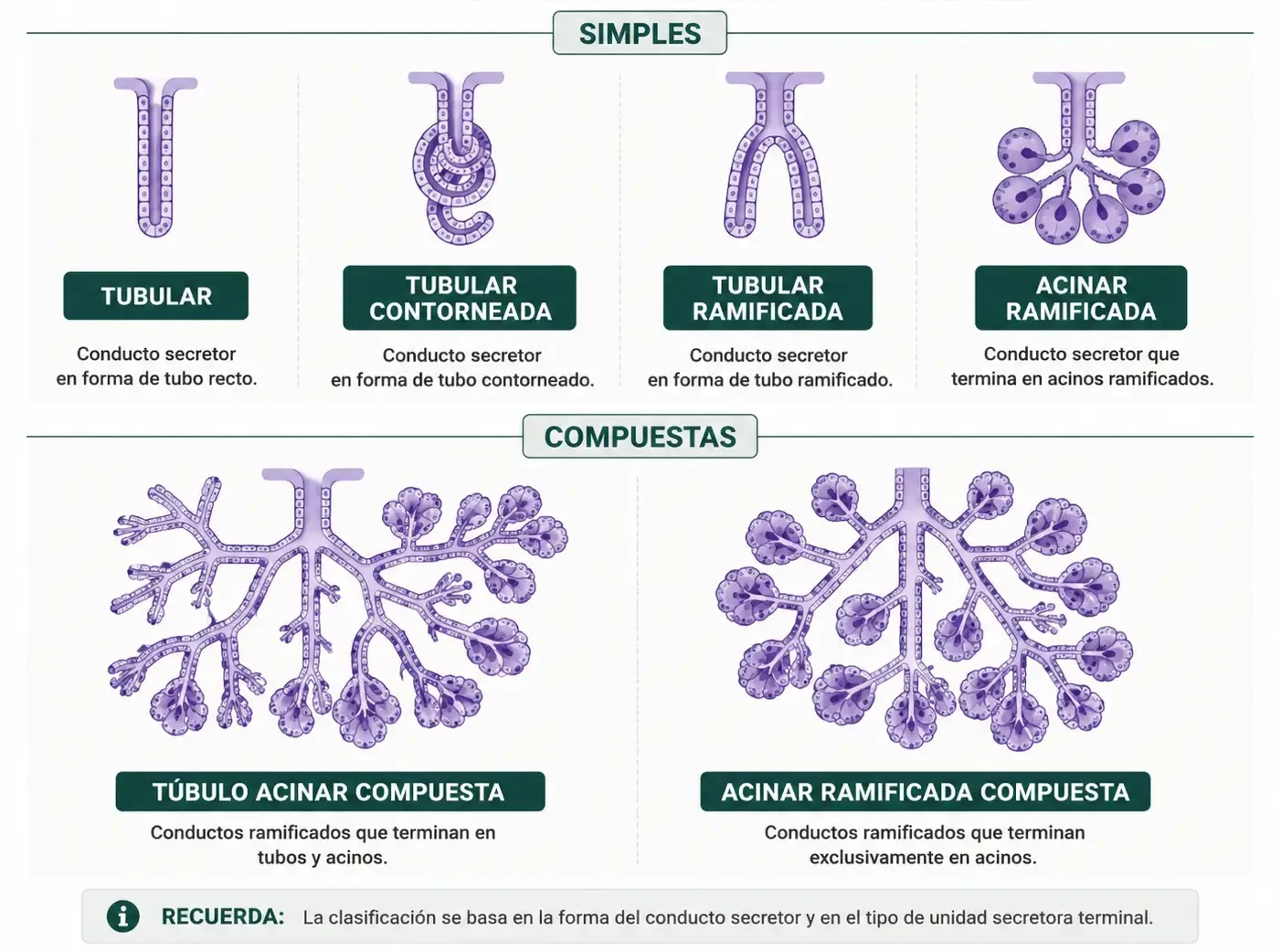 Clasificación visual de glándulas simples y compuestas según la forma del conducto y de la unidad secretora.