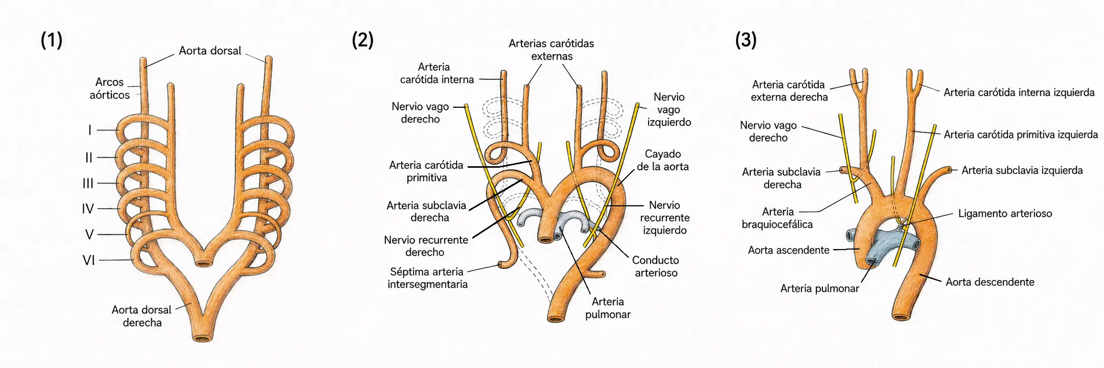 Ilustración médica del desarrollo de los arcos aórticos embrionarios con formación de carótidas, subclavias, cayado aórtico, conducto arterioso y nervios recurrentes.