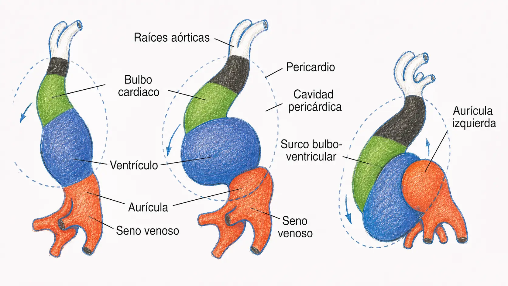 Esquema del desarrollo del tubo cardíaco embrionario con bulbo cardíaco, ventrículo, aurícula, seno venoso y raíces aórticas.