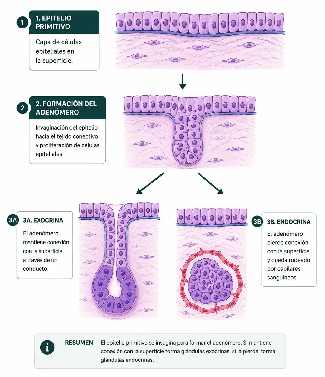 Esquema de formación de glándulas exocrinas y endocrinas a partir de la invaginación del epitelio primitivo.