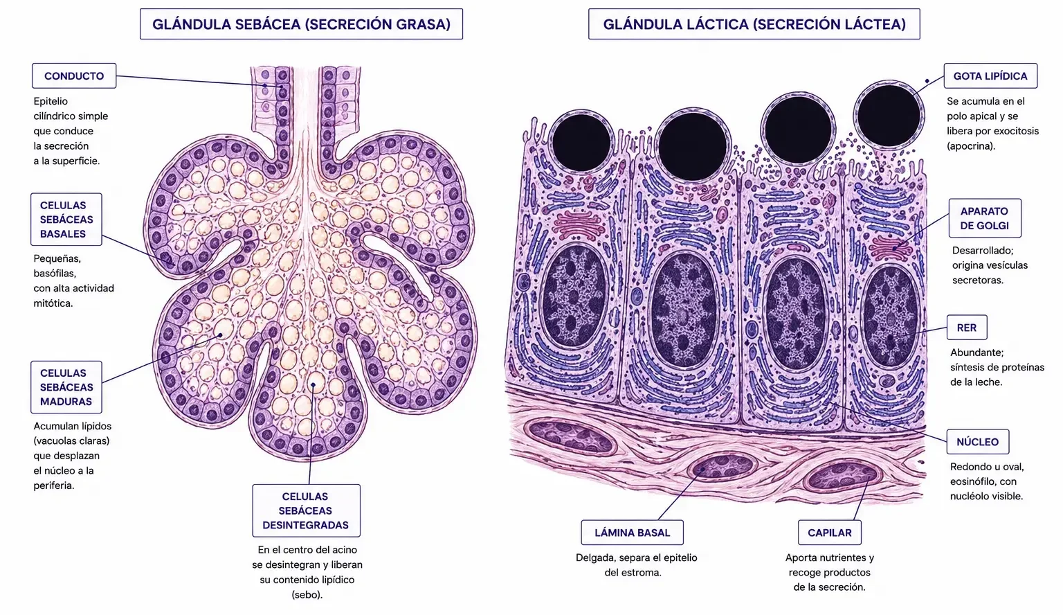 Comparación entre glándula sebácea de secreción grasa y glándula láctica con gotas lipídicas apicales.