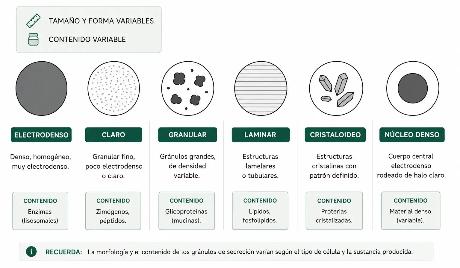 Clasificación morfológica de gránulos de secreción: electrodenso, claro, granular, laminar, cristaloideo y núcleo denso.
