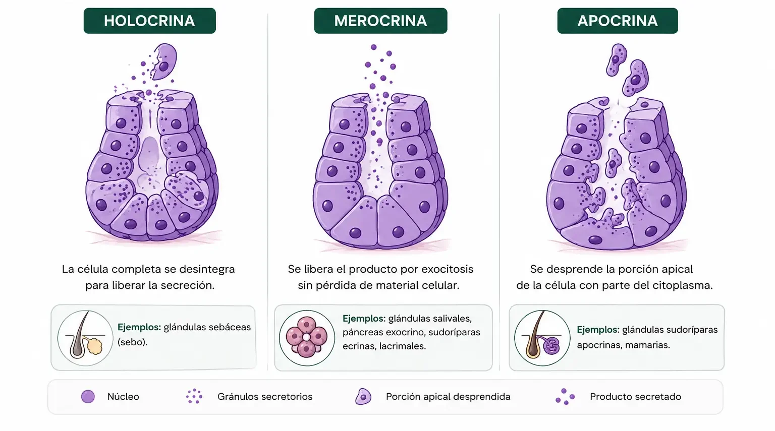 Comparación de los modos de secreción holocrina, merocrina y apocrina en unidades glandulares.