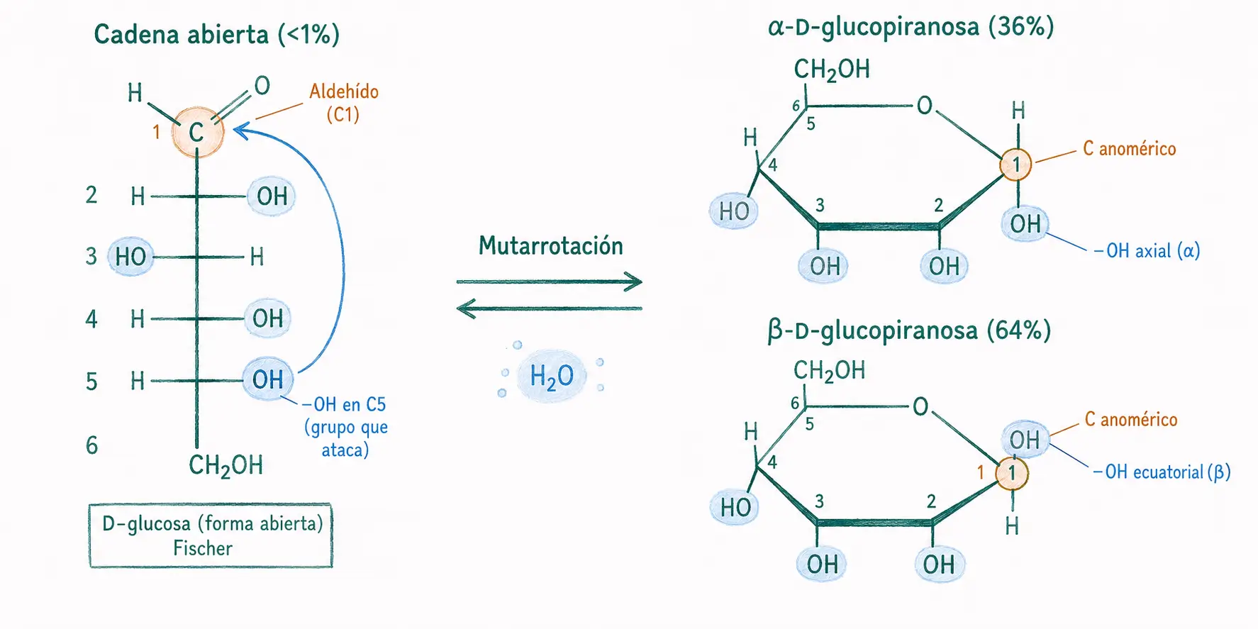 Diagrama de la mutarrotación de la glucosa desde la forma abierta hasta α-D-glucopiranosa y β-D-glucopiranosa, con el carbono anomérico C1 destacado.
