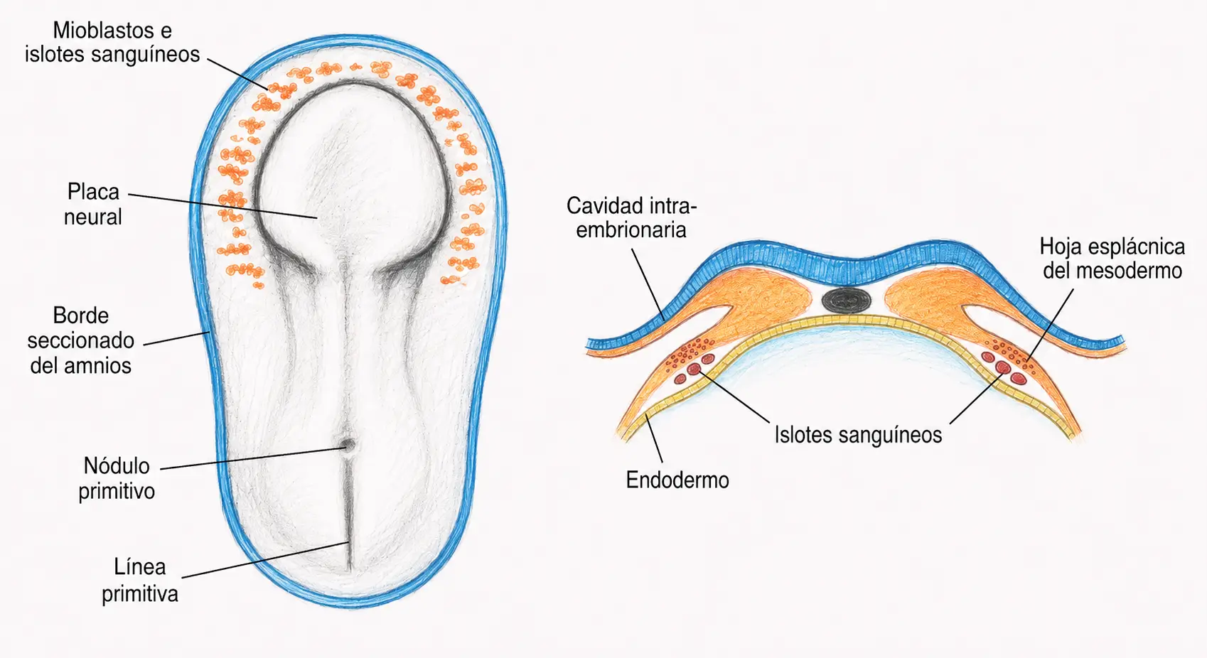 Ilustración embriológica de placa neural, línea primitiva, mioblastos, islotes sanguíneos, mesodermo esplácnico y endodermo.