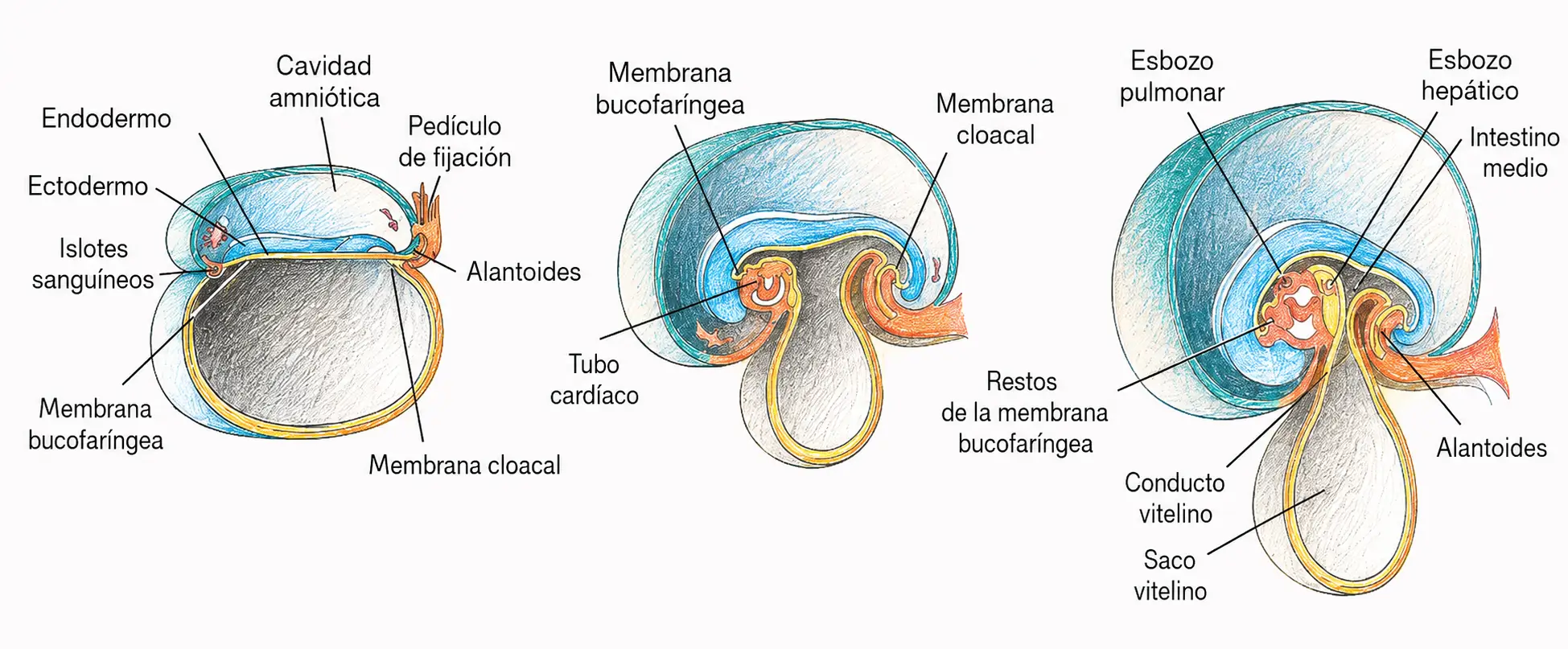 Ilustración del plegamiento embrionario con cavidad amniótica, endodermo, tubo cardíaco, saco vitelino, alantoides e intestino medio.