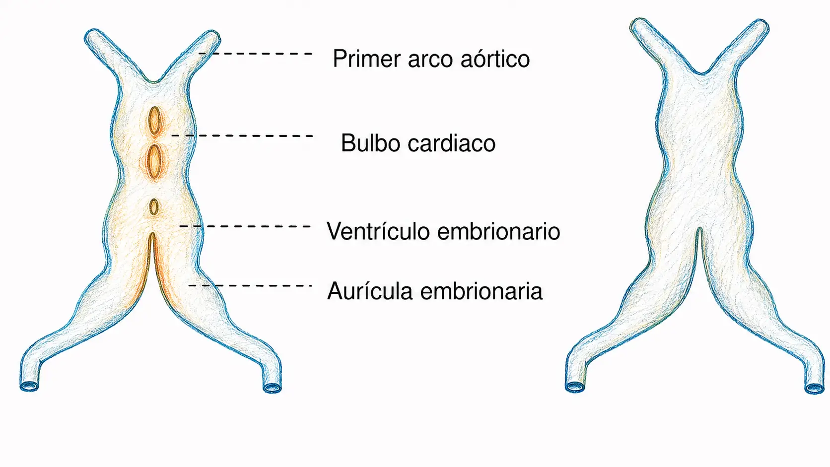 Esquema del tubo cardíaco primitivo con primer arco aórtico, bulbo cardíaco, ventrículo embrionario y aurícula embrionaria.
