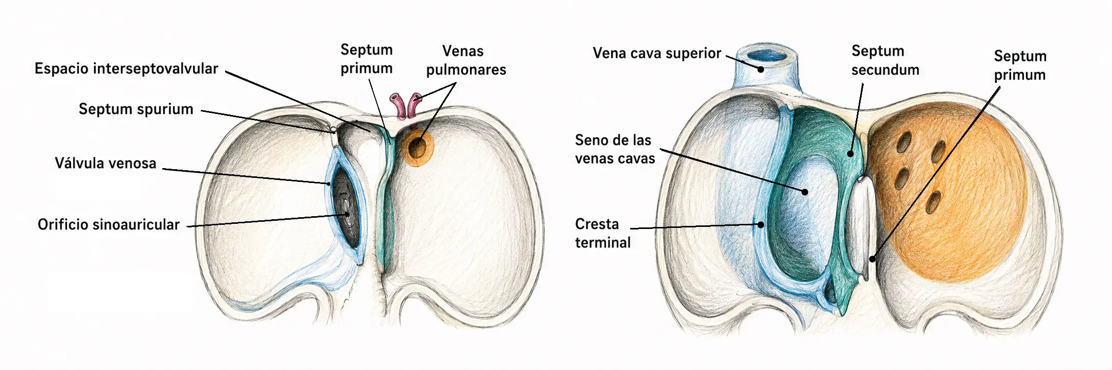 Esquema anatómico de la septación auricular embrionaria con septum primum, septum secundum, seno de las venas cavas, venas pulmonares y válvula venosa.