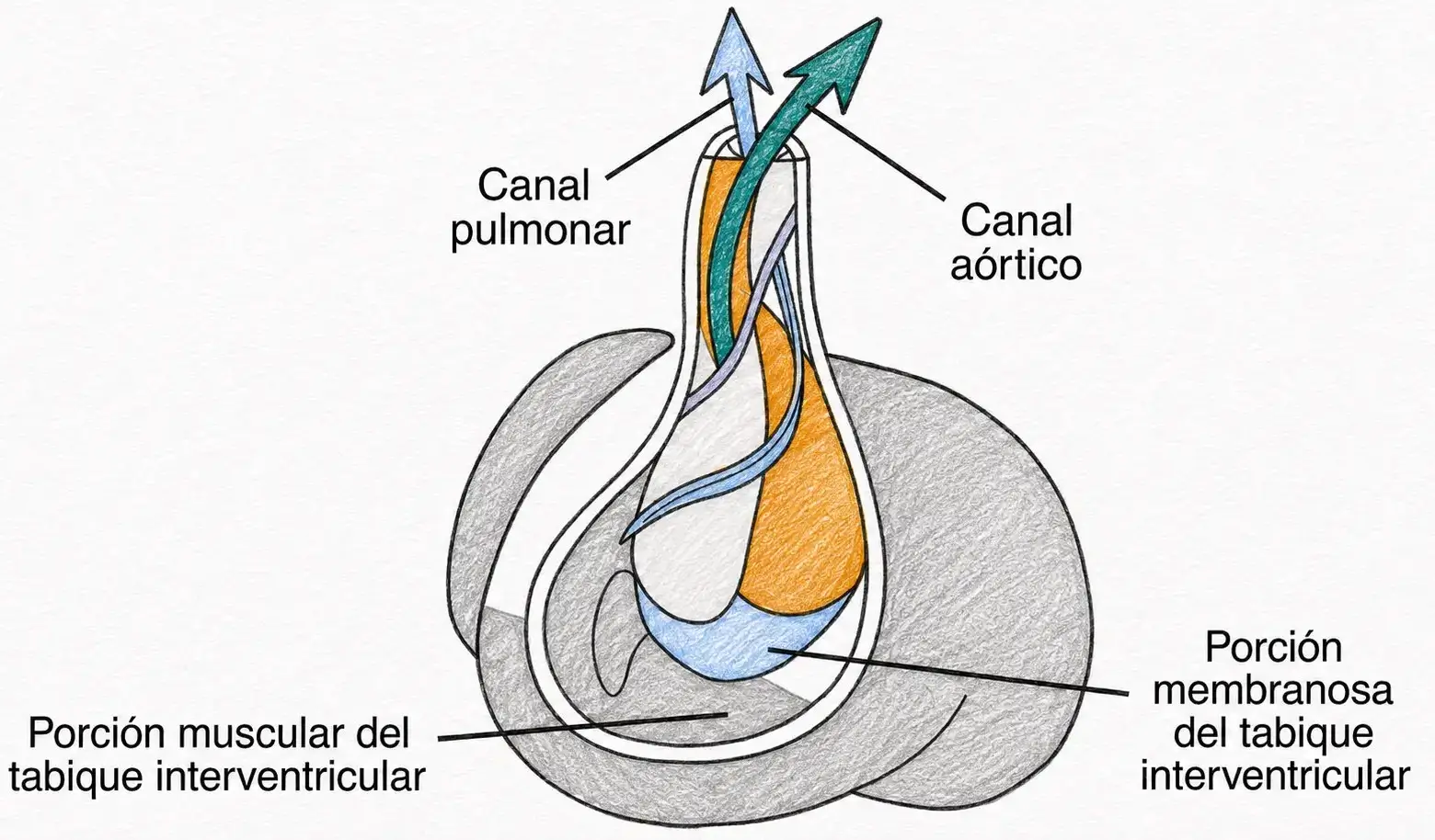 Esquema del tracto de salida cardíaco embrionario con canal pulmonar, canal aórtico, porción muscular y porción membranosa del tabique interventricular.
