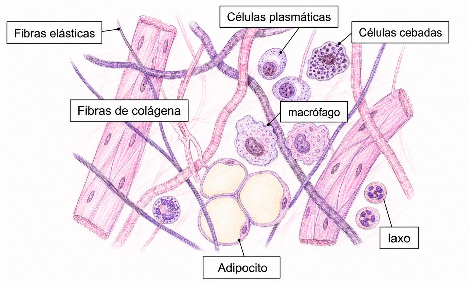 Ilustración médica del tejido conectivo laxo con fibras colágenas, fibras elásticas, adipocitos, macrófagos, células plasmáticas y células cebadas.