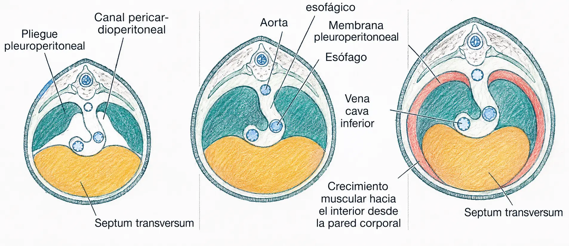 Ilustración secuencial del cierre de los canales pleuroperitoneales mediante los pliegues y membranas pleuroperitoneales, el septum transversum y el crecimiento muscular.