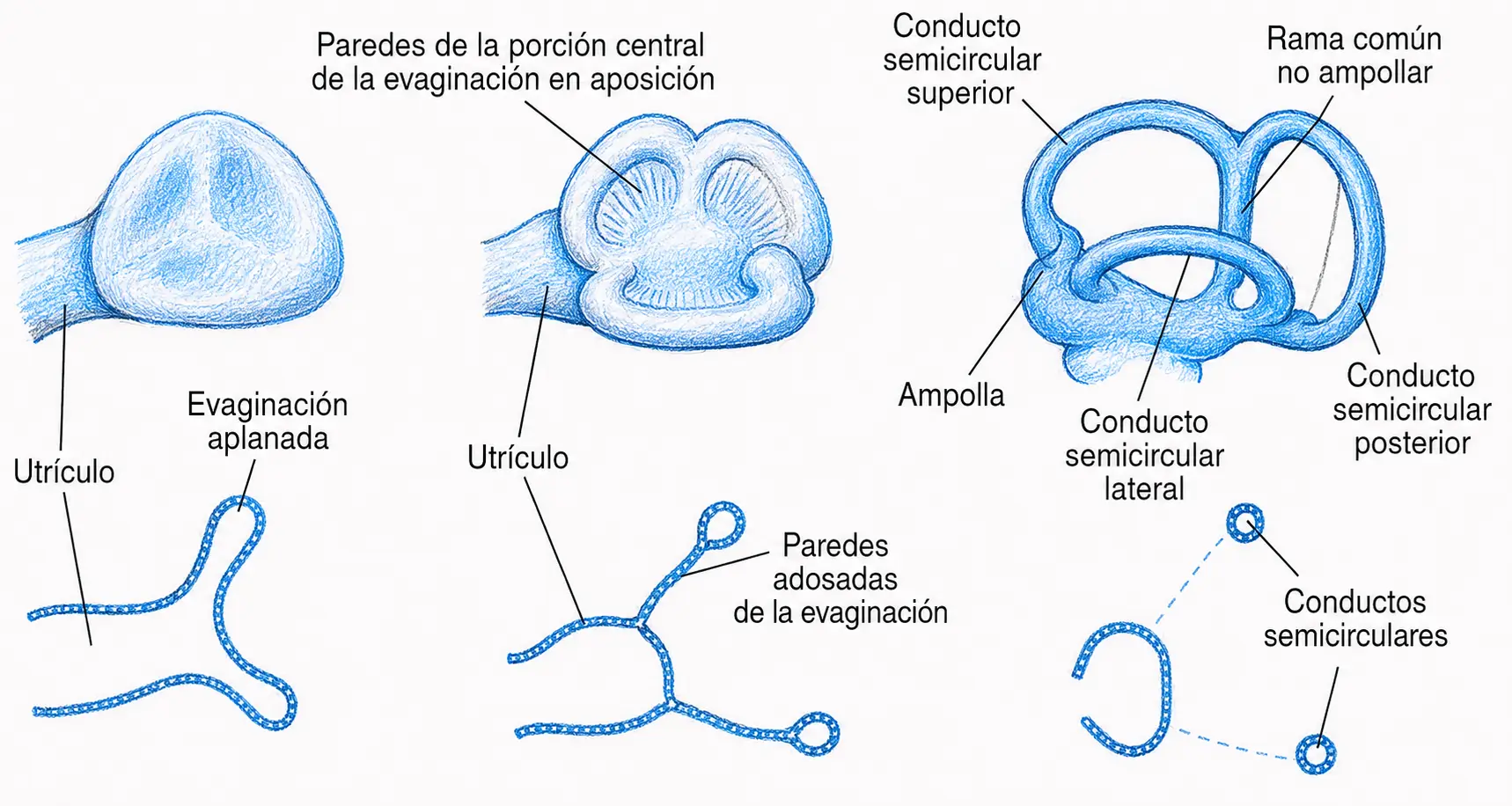 Ilustración secuencial de la formación de los conductos semicirculares a partir del utrículo, con evaginaciones, ampollas y rama común no ampollar.