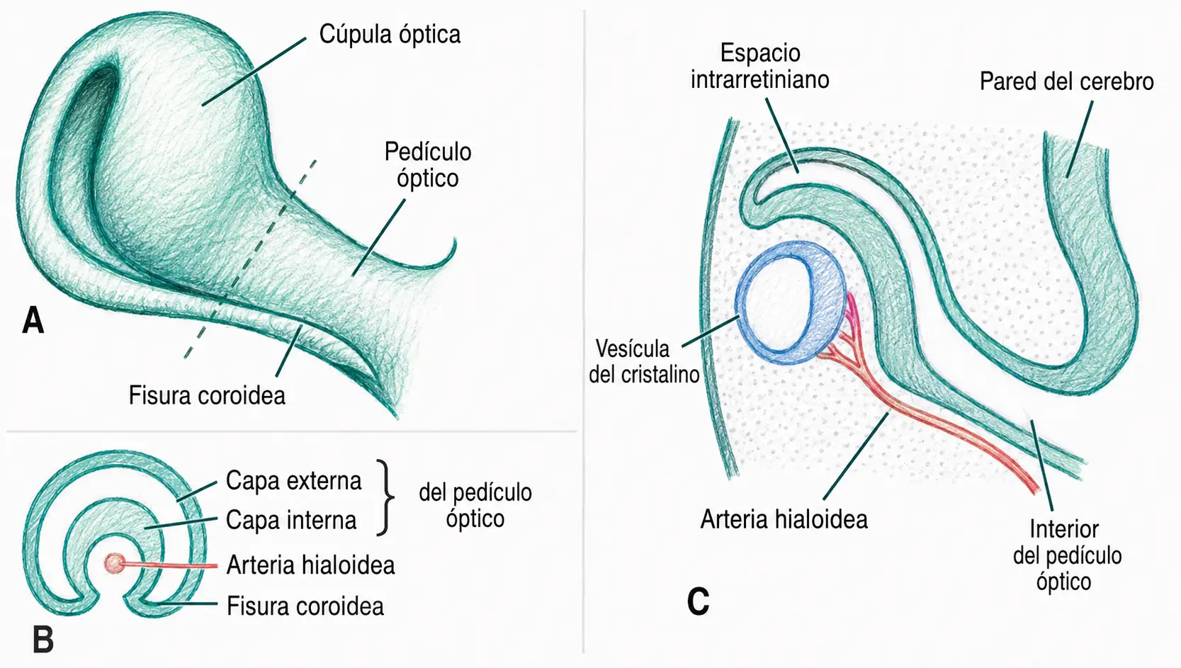 Ilustración embriológica de la cúpula óptica, el pedículo óptico, la fisura coroidea, la vesícula del cristalino y la arteria hialoidea.