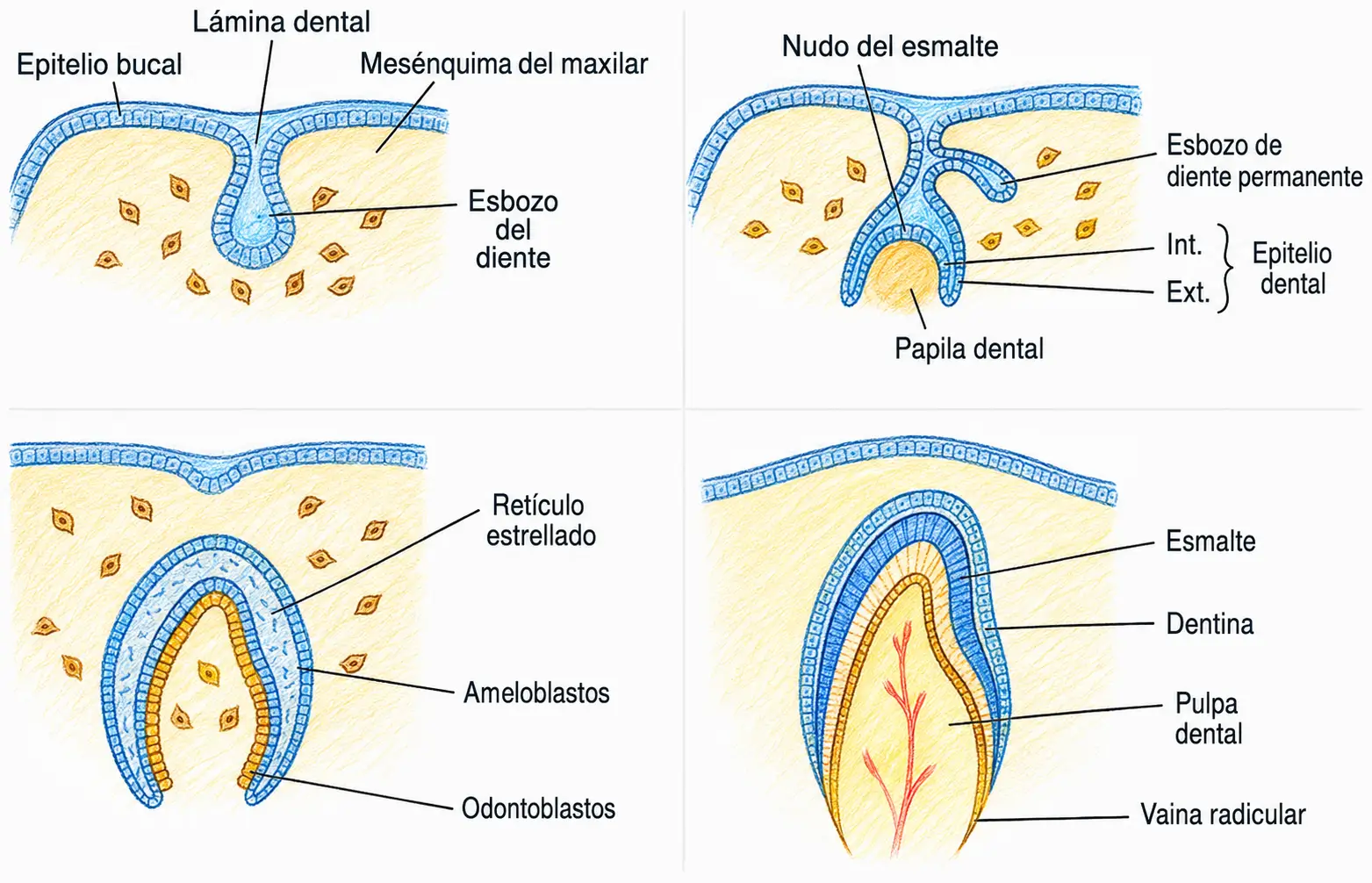 Ilustración embriológica del desarrollo dental con lámina dental, esbozo del diente, nudo del esmalte, papila dental, ameloblastos, odontoblastos, esmalte, dentina y pulpa dental.