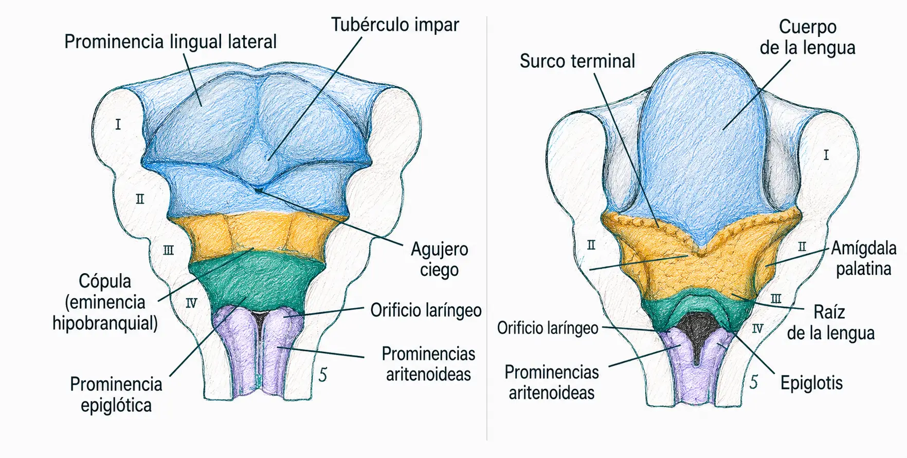 Ilustración embriológica del desarrollo de la lengua a partir de las prominencias linguales laterales, tubérculo impar, cópula, raíz de la lengua, epiglotis y prominencias aritenoideas.