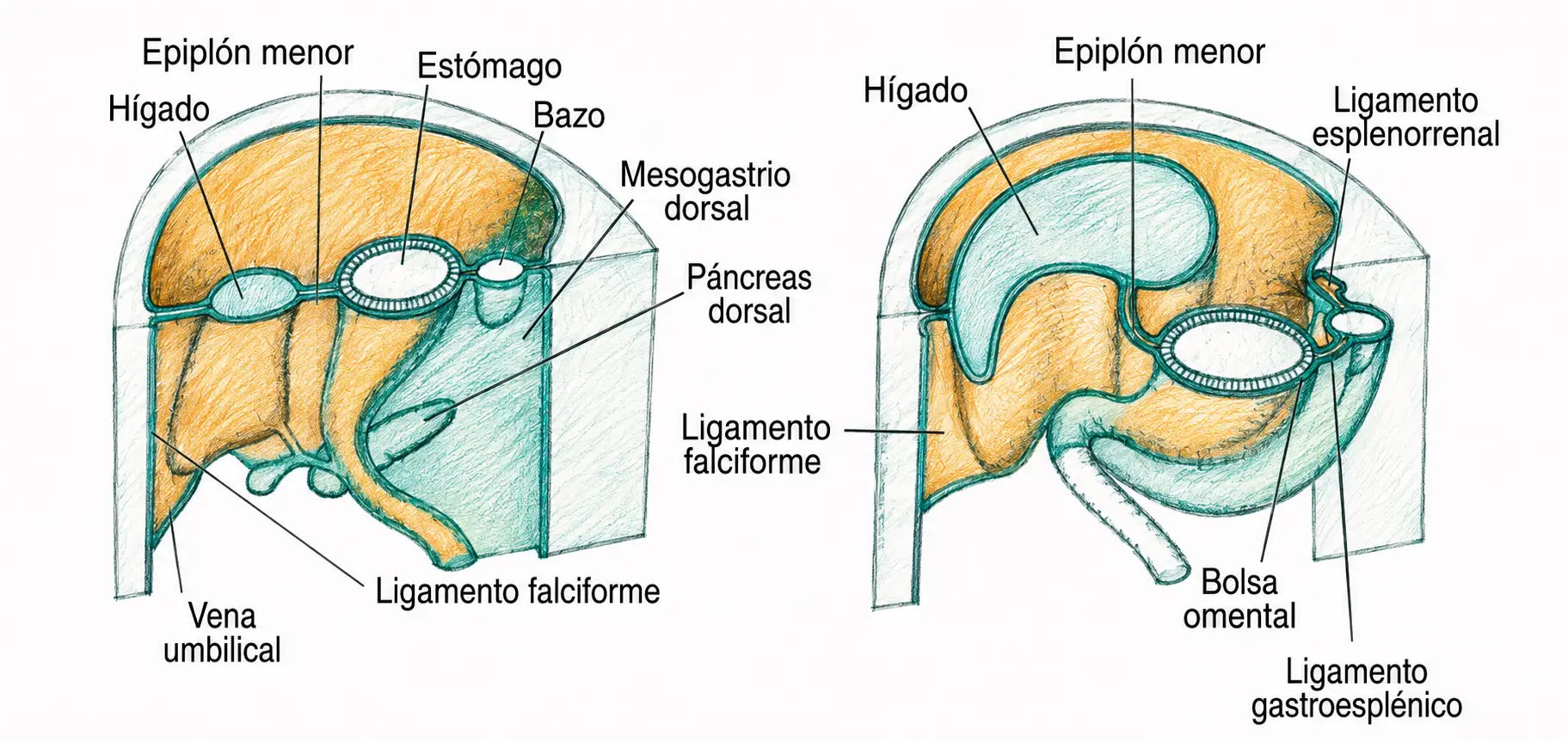 Ilustración embriológica del mesogastrio dorsal, epiplón menor, bolsa omental y ligamentos falciforme, esplenorrenal y gastroesplénico.