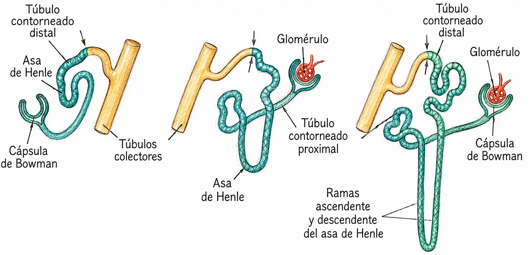 Ilustración secuencial del desarrollo de la nefrona con cápsula de Bowman, glomérulo, túbulos contorneados y asa de Henle.