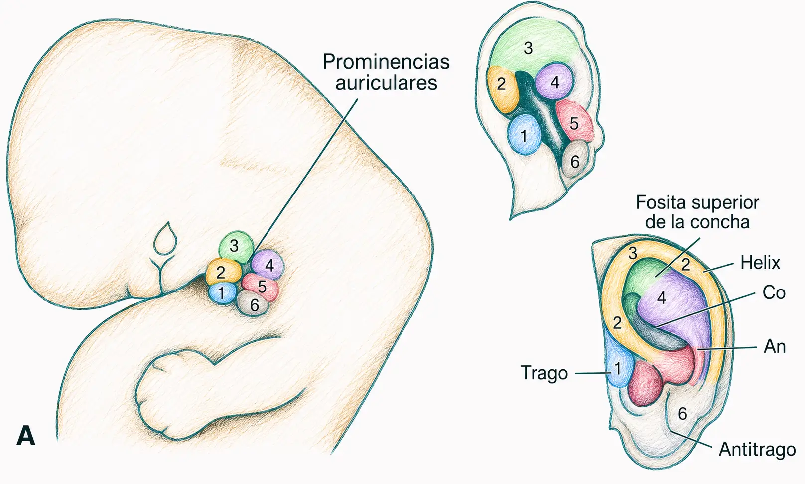 Ilustración del desarrollo del pabellón auricular a partir de seis prominencias auriculares, con formación del trago, hélix, concha, antitrago y lóbulo.