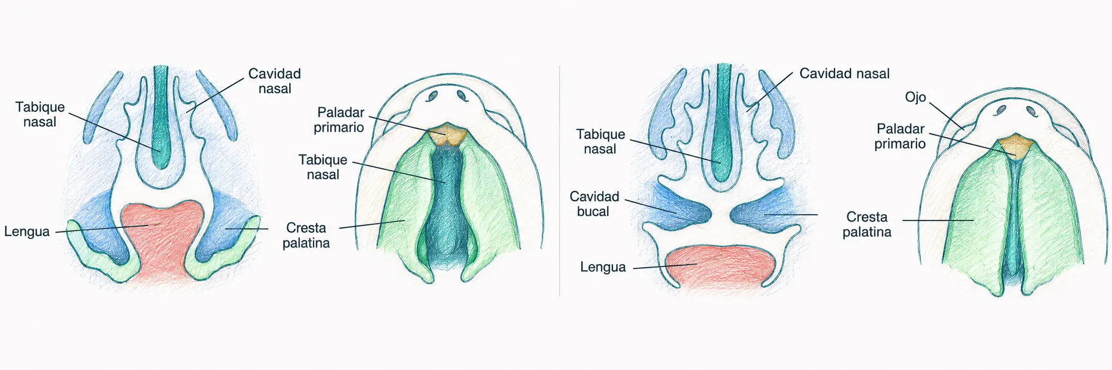 Ilustración embriológica del desarrollo del paladar secundario con tabique nasal, cavidad nasal, crestas palatinas, paladar primario, lengua y cavidad bucal.