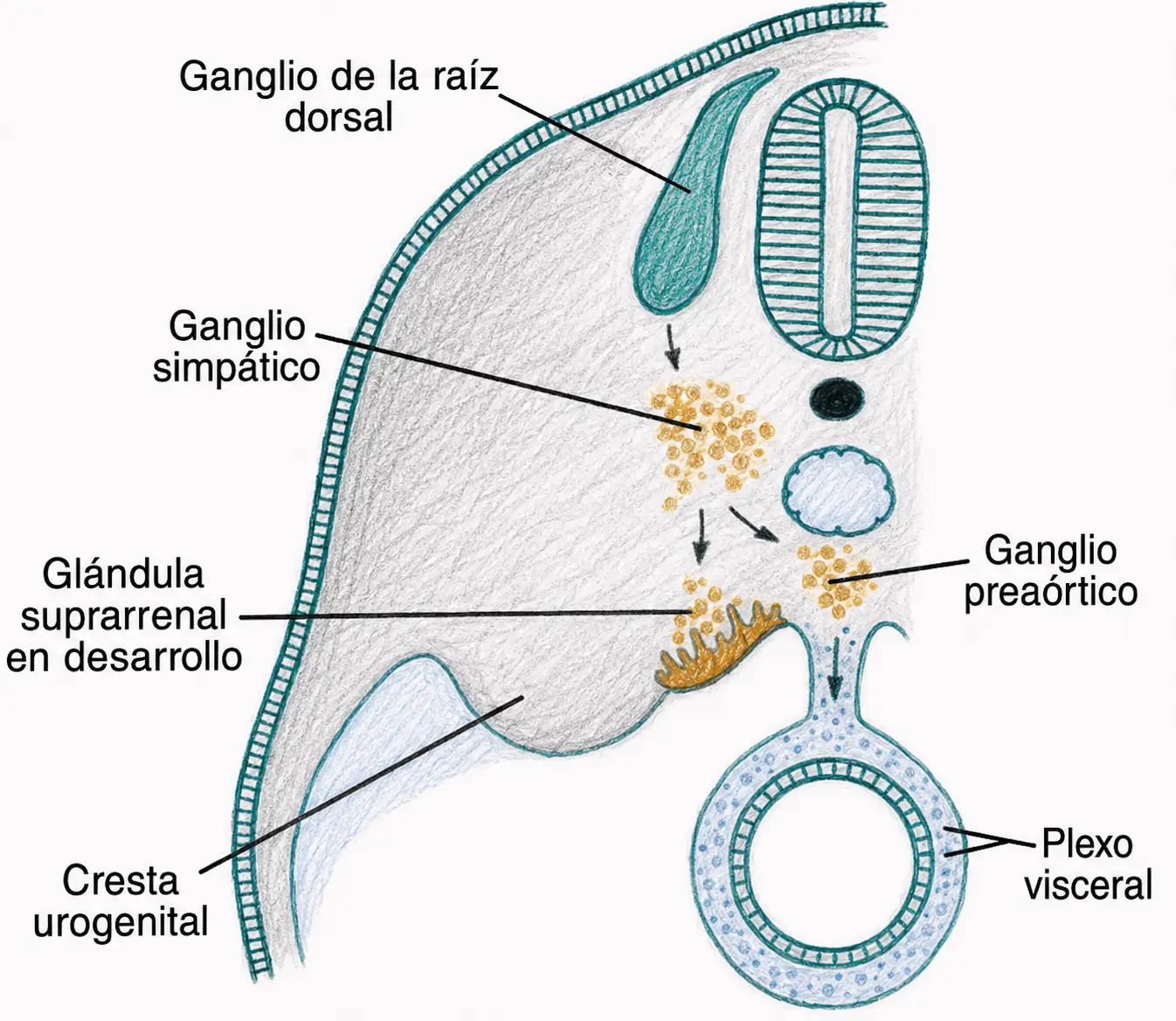 Migración de células de la cresta neural para formar los ganglios simpáticos, los ganglios preaórticos, el plexo visceral y la médula suprarrenal.