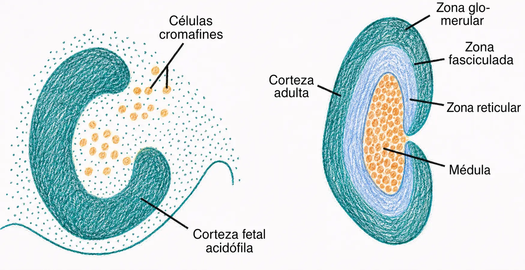 Comparación entre la corteza suprarrenal fetal con células cromafines y la glándula adulta con zonas glomerular, fasciculada, reticular y médula.