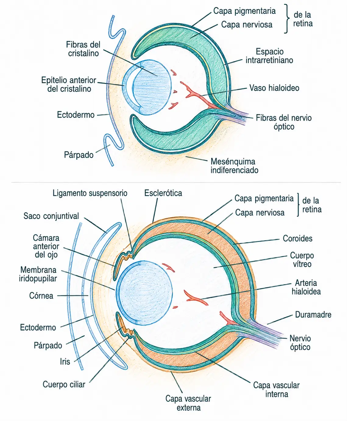 Ilustración del desarrollo de la retina, cristalino, córnea, esclerótica, coroides, cuerpo vítreo, iris, cuerpo ciliar y nervio óptico.