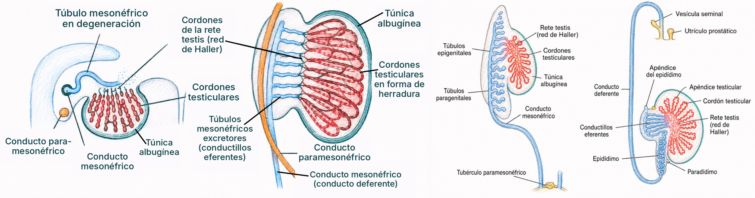 Ilustración de la diferenciación testicular con cordones testiculares, rete testis, conductillos eferentes, epidídimo, conducto deferente y vestigios embrionarios.