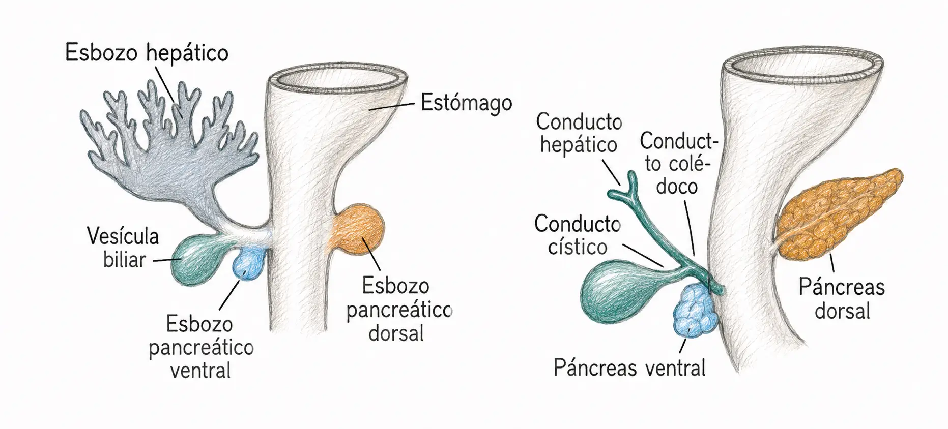 Ilustración del esbozo hepático, la vesícula biliar y los esbozos pancreáticos ventral y dorsal junto al intestino anterior.