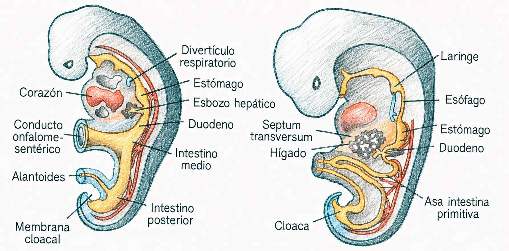 Ilustración comparativa del desarrollo del intestino anterior, medio y posterior, con estómago, duodeno, hígado, cloaca y asa intestinal primitiva.