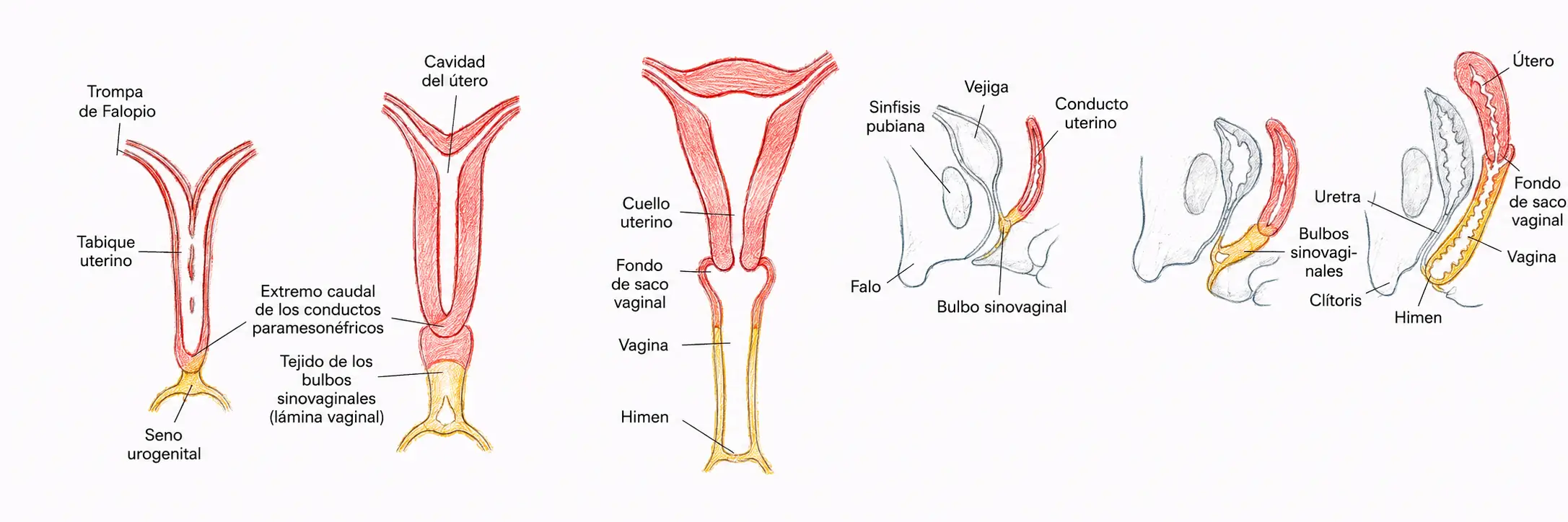 Ilustración del desarrollo del aparato genital femenino mediante la fusión de los conductos paramesonéfricos y la canalización de la lámina vaginal.