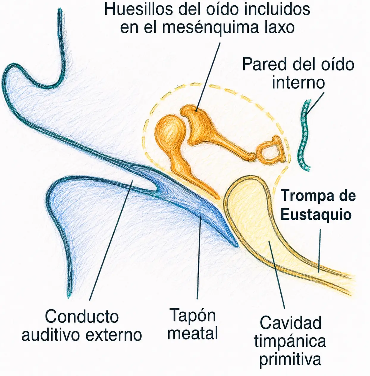 Ilustración del desarrollo de los huesecillos del oído incluidos en el mesénquima, con conducto auditivo externo, tapón meatal, cavidad timpánica y trompa de Eustaquio.