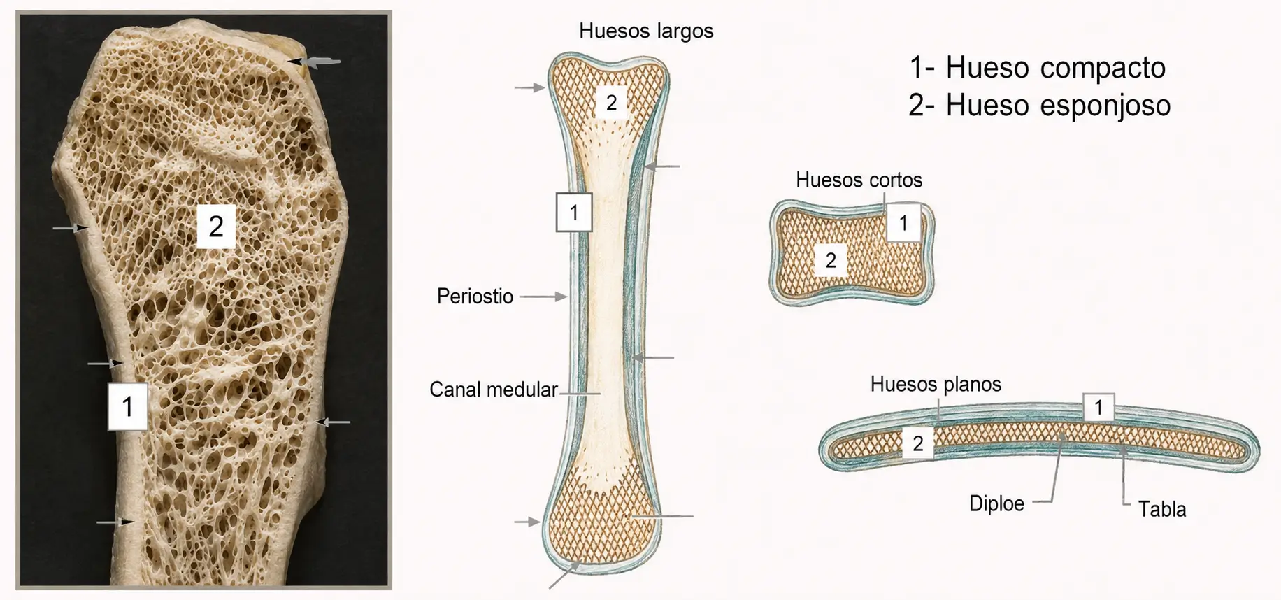 Estructura del hueso largo, corto y plano mostrando la distribución de hueso compacto y esponjoso, periostio, canal medular y diploe