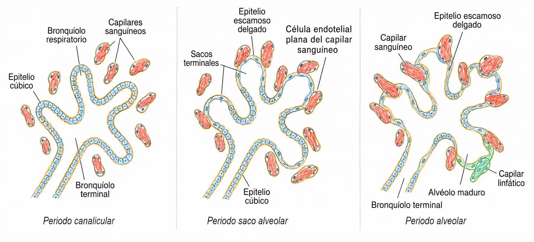 Ilustración comparativa de los periodos canalicular, sacular y alveolar del desarrollo pulmonar, con bronquiolos, sacos terminales, epitelio y capilares.