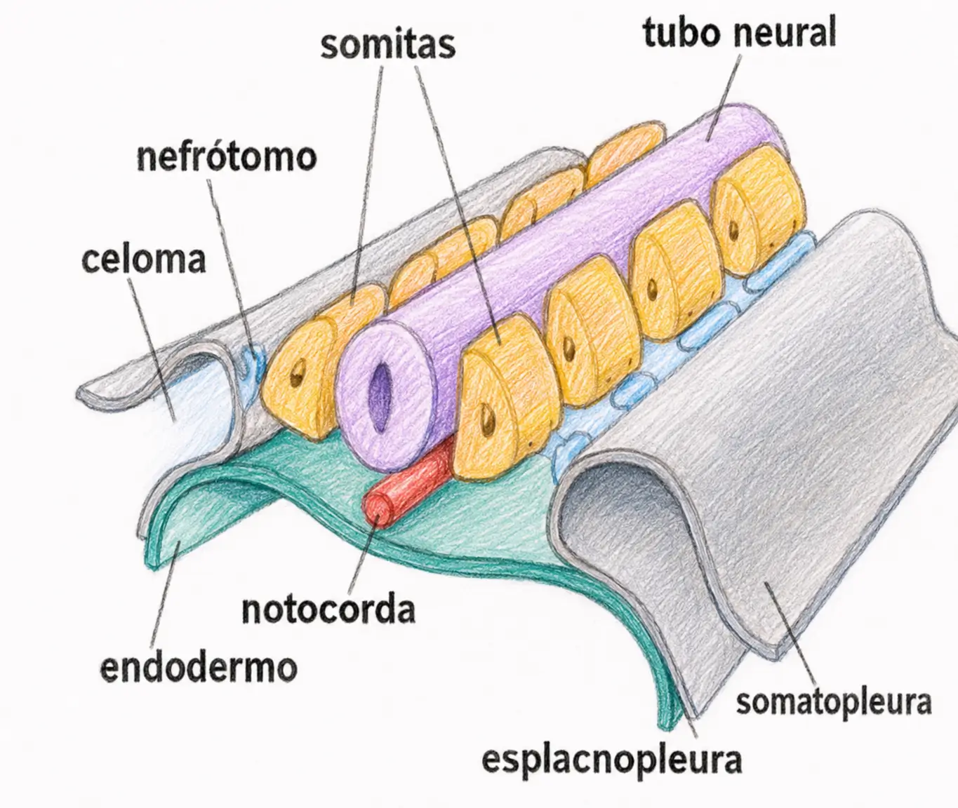 Esquema tridimensional del tubo neural, los somitas, el nefrótomo, la notocorda, el celoma, la somatopleura y la esplacnopleura.
