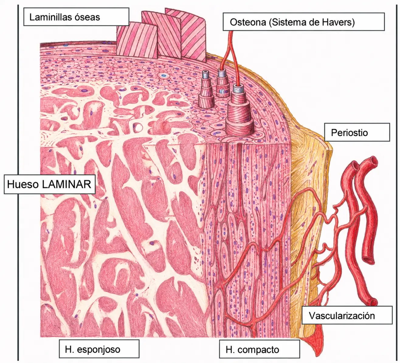 Esquema tridimensional del hueso laminar con hueso compacto, hueso esponjoso, laminillas óseas, osteonas, periostio y vascularización.